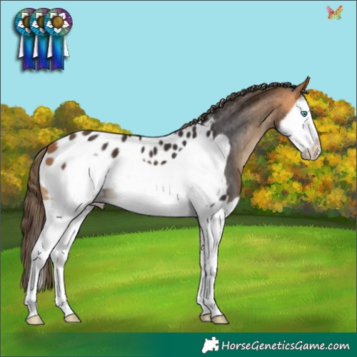 Horse Color:Buckskin Splash Frame Appaloosa 