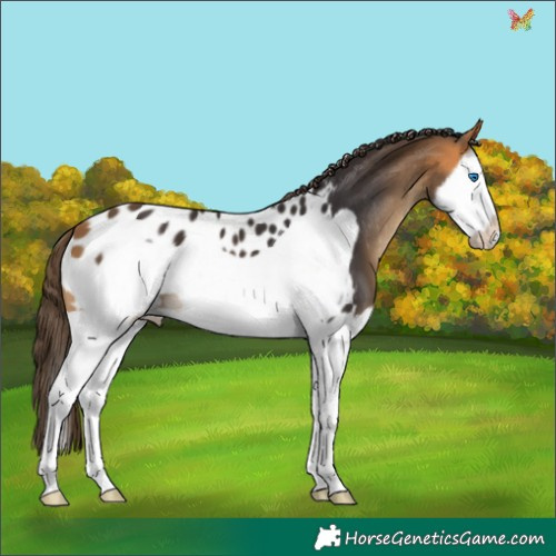 Horse Color:Buckskin Splash Frame Appaloosa 