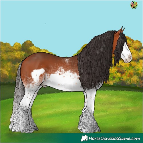 Horse Color:White Spotted Bay Splash Frame 