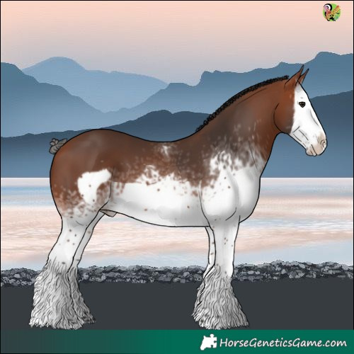 Horse Color:White Spotted Bay Splash Frame 