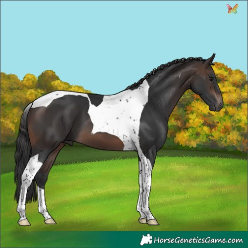 Horse Color:Brown Tobiano