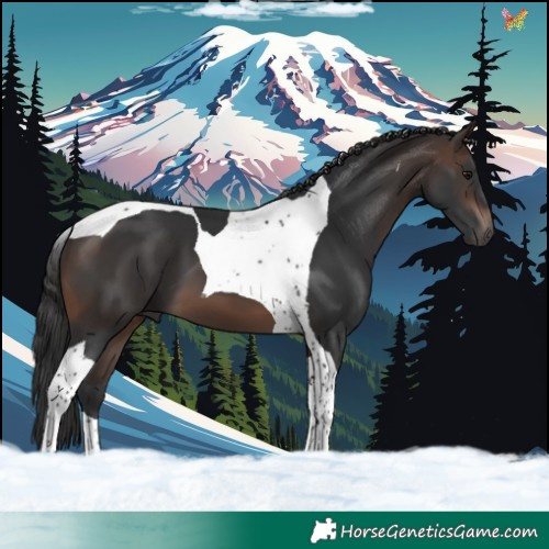 Horse Color:Brown Tobiano 