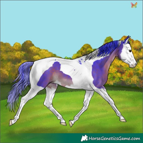 Horse Color:Watercolor Brown Splash Tobiano