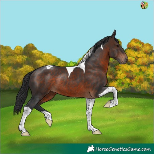 Horse Color:Brown Tobiano Rabicano 