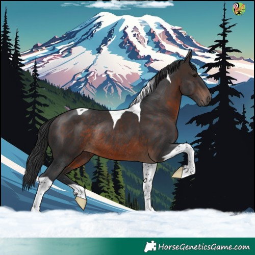 Horse Color:Brown Tobiano Rabicano 