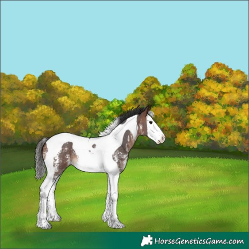 Horse Color:Bay Sabino Splash Tobiano 
