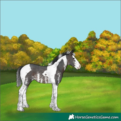 Horse Color:Bay Sabino Splash Tobiano Rabicano 