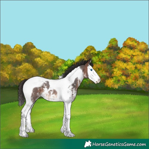 Horse Color:Bay Sabino Splash Tobiano Rabicano 