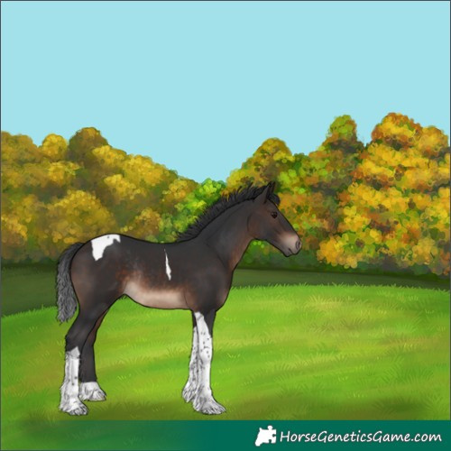 Horse Color:Brown Tobiano Rabicano 