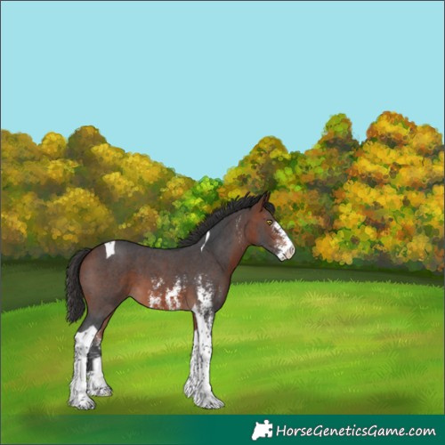 Horse Color:Bay Sabino Tobiano 