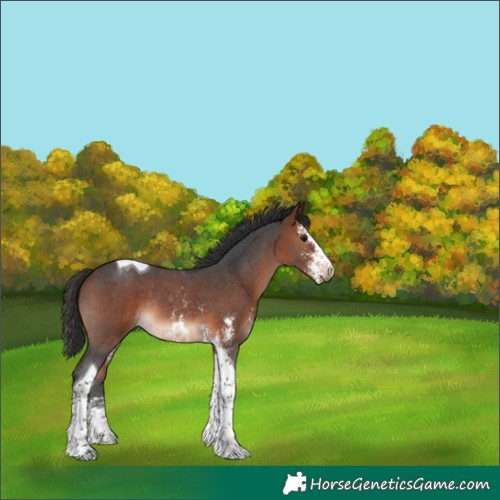 Horse Color:Bay Sabino Tobiano Rabicano 