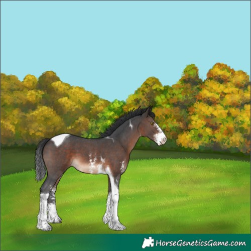 Horse Color:Brown Sabino Tobiano 