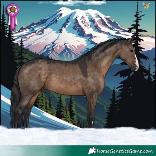 Horse Color:Brown Dun 