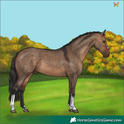 Horse Color:Bay Dun Tobiano 