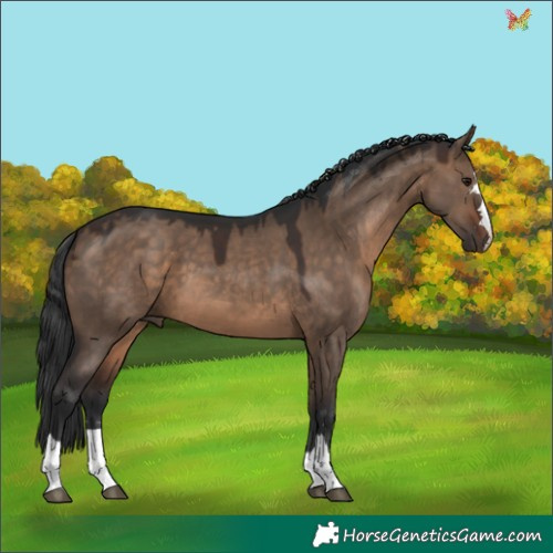 Horse Color:Brown Dun 