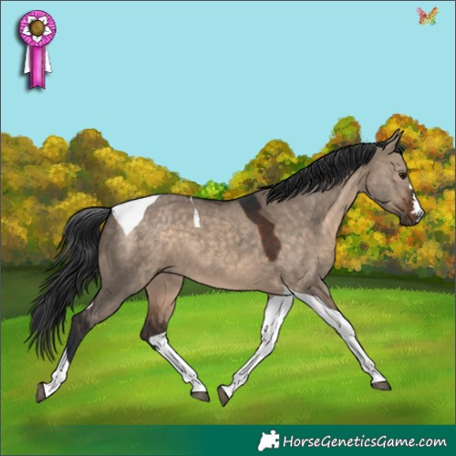 Horse Color:Brown Dun Tobiano