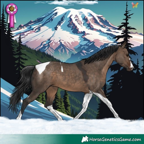 Horse Color:Brown Dun Tobiano 