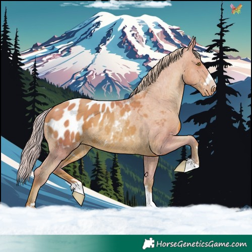 Horse Color:Watercolor Gold Champagne Appaloosa 