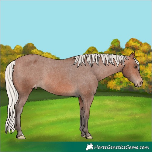 Horse Color:Silver Brown Appaloosa Rabicano 