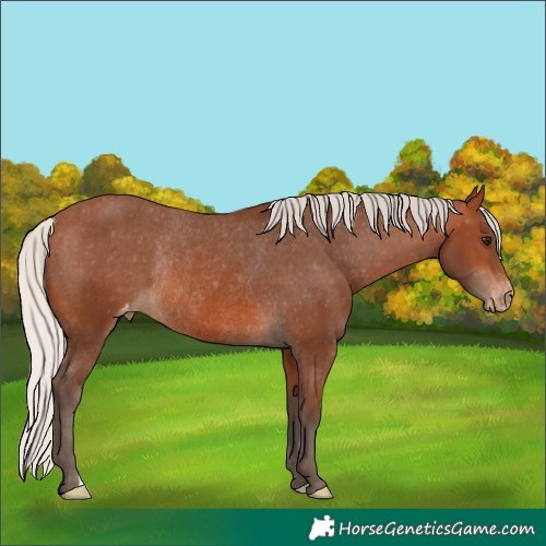 Horse Color:Silver Brown Varnish Rabicano 