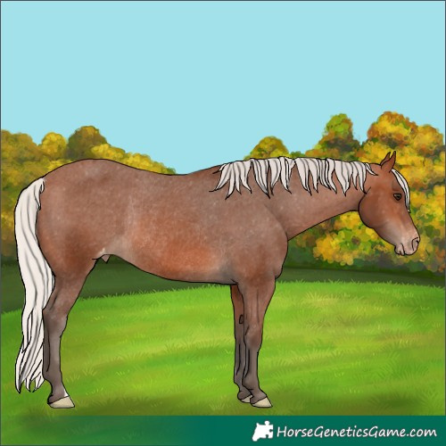 Horse Color:Silver Brown Appaloosa Rabicano 