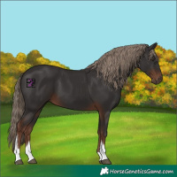 Horse Color:Liver Chestnut Tobiano