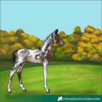 Horse Color:Gray White Spotted Brown Tobiano 