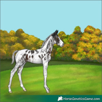 Horse Color:Gray White Spotted Silver Brown Tobiano Appaloosa