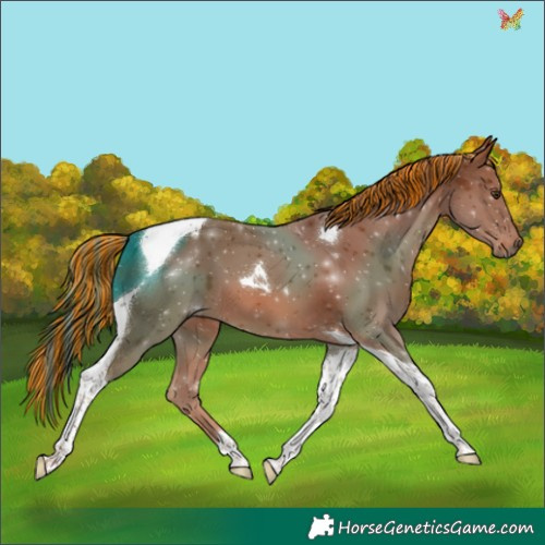Horse Color:Painted Chestnut Tobiano 
