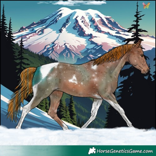 Horse Color:Painted Chestnut Tobiano 
