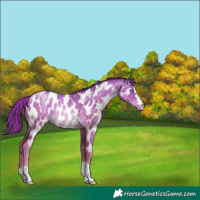 Horse Color:Buckskin Pearl Near Leopard