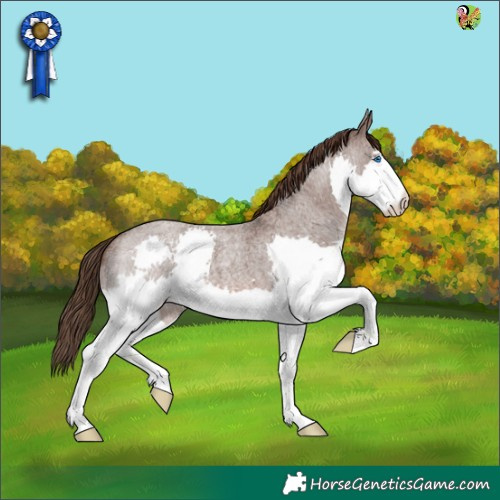 Horse Color:Liver Red Roan Splash 