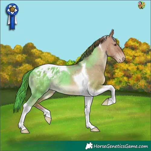 Horse Color:Red Dun Tobiano Appaloosa 