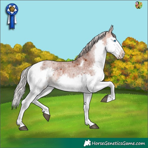 Horse Color:Silver Bay Roan Splash Tobiano 