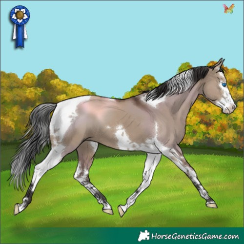 Horse Color:Liver Red Dun Splash Tobiano 