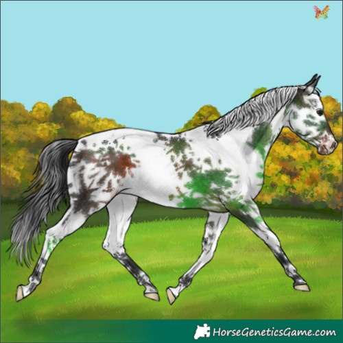 Horse Color:Brown Splash Tobiano 