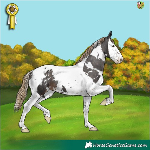 Horse Color:White Spotted Liver Chestnut Splash Tobiano Appaloosa 