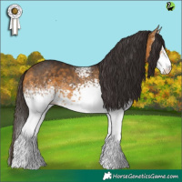 Horse Color:White Spotted Buckskin