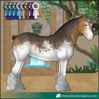 Horse Color:White Spotted Buckskin 