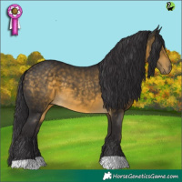 Horse Color:Buckskin 