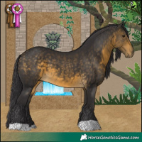 Horse Color:Buckskin 