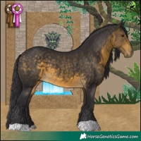 Horse Color:Buckskin 