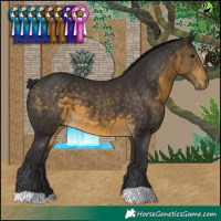 Horse Color:Buckskin 