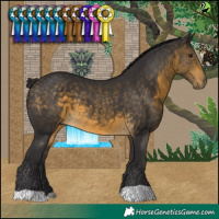 Horse Color:Buckskin 
