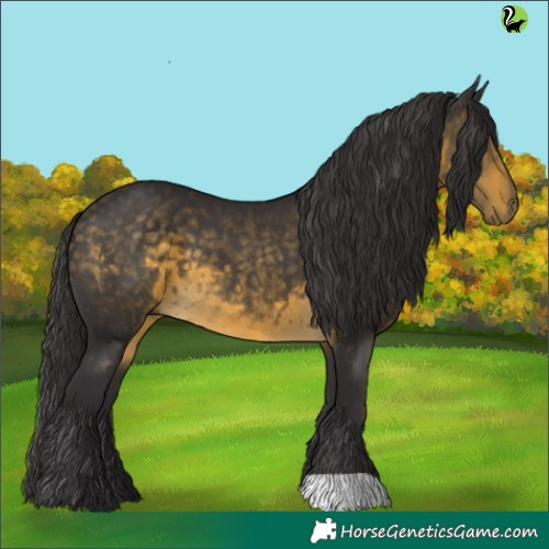 Horse Color:Buckskin 