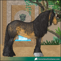 Horse Color:Buckskin 