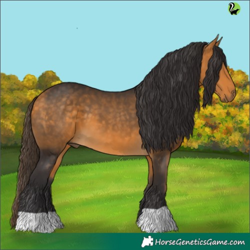 Horse Color:Buckskin 