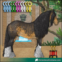Horse Color:Buckskin Tobiano