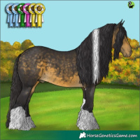 Horse Color:Buckskin Tobiano