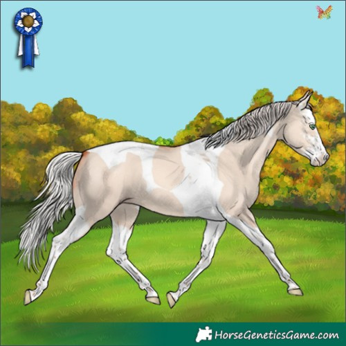 Horse Color:Silver Classic Champagne Dun Sabino Splash Tobiano 